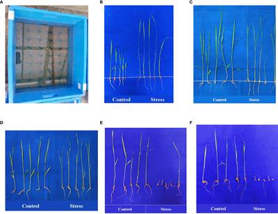 Unraveling the genetic potential of native rice (Oryza sativa L.) landraces for tolerance to early-stage submergence